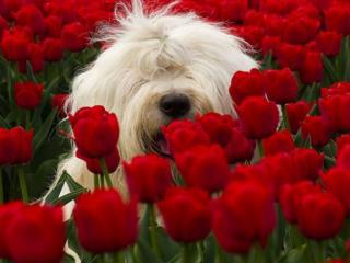 обои Белый пёсик в красных тюльпанах фото