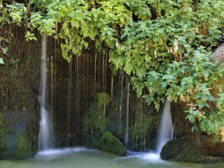 обои Вьющиеся растения у водопада фото