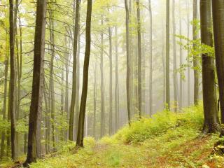 обои Красивый и светлый лес фото