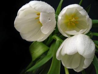 обои Три белых тюльпана с каплями фото
