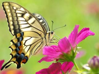 обои красивая бабочка на цветаx фото