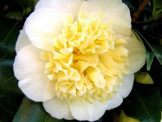 обои Жёлто-белая роза фото