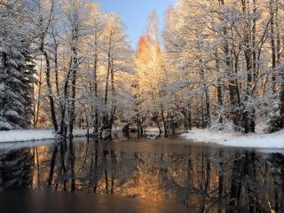 обои незамерзший водоем в зимнем лесу фото