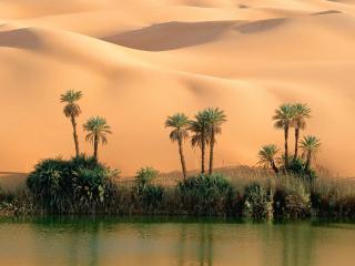 обои Оазис в пустыне фото