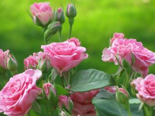 обои Куст розовых роз фото