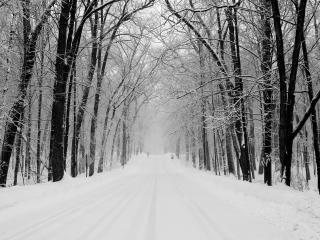 обои Ровная дорога зимой в лесу фото