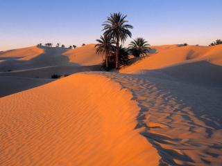 обои Пальмы в песчаной пустыне фото