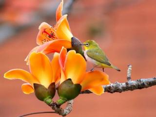 обои Птичка и весенние цветы фото