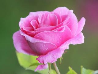 обои Розовая роза в каплях фото