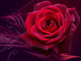 обои Тёмно-красная роза фото