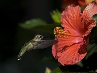 обои птичка к цветку устрeмилась фото