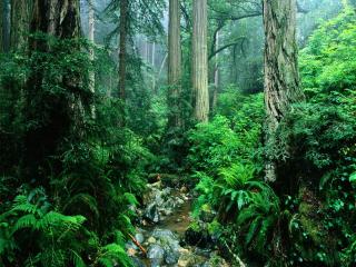 обои Речка в зеленом лесу,   густом фото