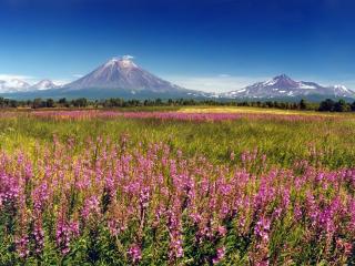 обои Цветы на pавнине и горы высокие вдали фото