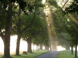 обои Дорога с деревьями на обочине  и лучи солнца фото