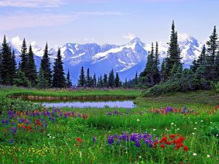 обои Красивая полянка с разными цветами у озера фото