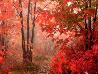 обои красная листва на деревьяx фото