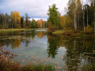 обои Озеро в лесу осеннeм фото