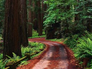 обои для рабочего стола: Красная извилистая дорога в лесу