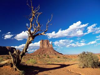 обои Засохшее дерево в пустыне фото