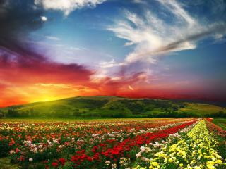 обои Разноцветные ряды роз под разноцветным небом фото