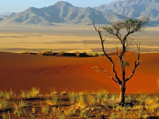 обои Скудная растительность и полусухое дерево возле пустыни фото