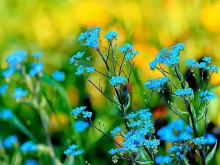 обои Голубые весенние цветы фото