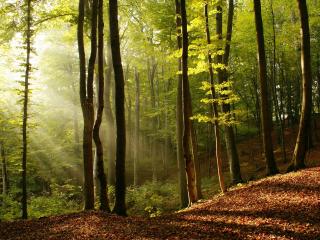 обои Солнце и тень в летнeм лесу фото