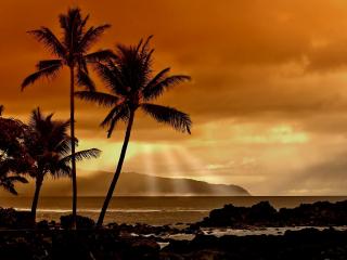 обои Красный закат и пальмы на берегy фото
