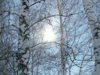 обои Зимнее солнце в спящем березовом лесу фото