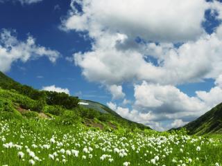 обои Белые цветочки в зеленой,   горной долинe фото