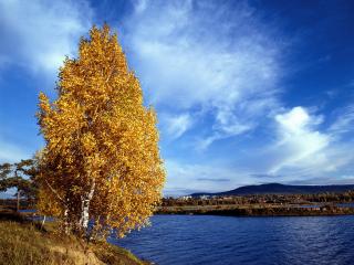 обои Осенняя береза с желтой листвой, на берегу реки фото