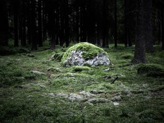 обои для рабочего стола: Зеленый мох на земле и камнях в лесу