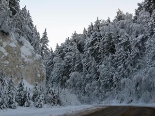 обои Деревья усыпанные снегом на крутом склоне у дороги фото