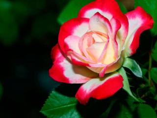 обои Красно-белая роза с каплей фото
