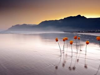 обои Оранжевые цветы в воде у берега фото