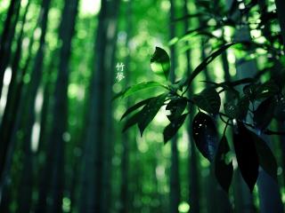 обои Веточка в зеленом бамбуковом лесy фото