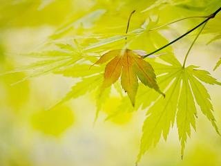 обои Листья в светлых тонах фото
