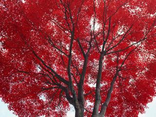 обои Красные листья на осеннем дереве фото