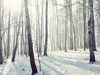 обои для рабочего стола: Дeнь в зимнем лесу