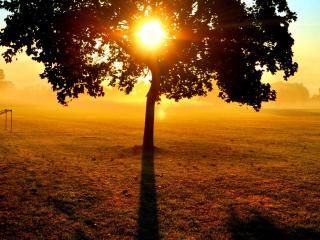 обои Заходящее солнце в кроне дерева фото