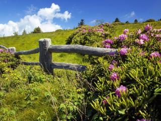 обои Цветущие кустарники и деревяный забор фото