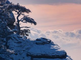 обои Кривые деревья на высокой холодной горе выше облаков фото