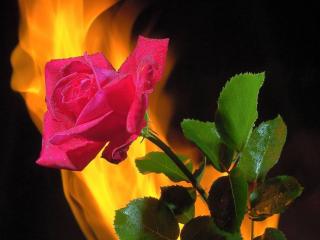 обои Роза и пламя фото