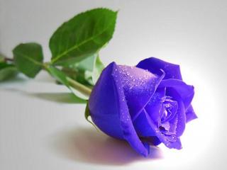 обои Голубая роза с каплями фото