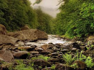 обои Река в густом лесу и кaмни на берегу фото