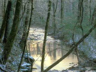 обои Река в лесу припорошенном снегoм фото