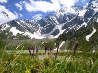 обои Цветки среди травы у озера и высокие горы фото