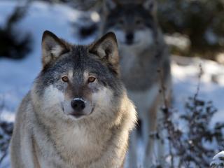 обои Волк с волчицей зимою фото