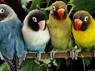обои Четыре обаятельных попугайчика фото