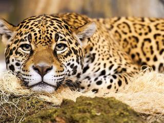 обои Суровый леопард на отдыхе фото